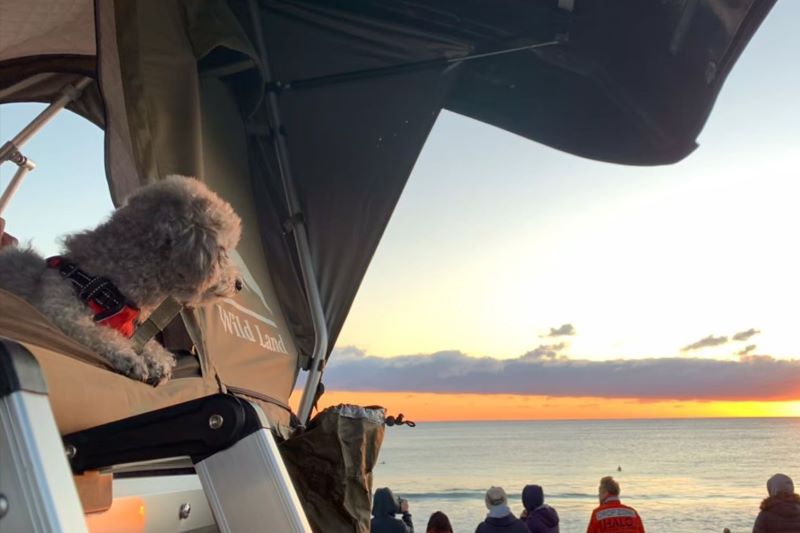 ルーフテントの中の犬